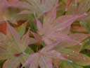 'Acer p seedling'